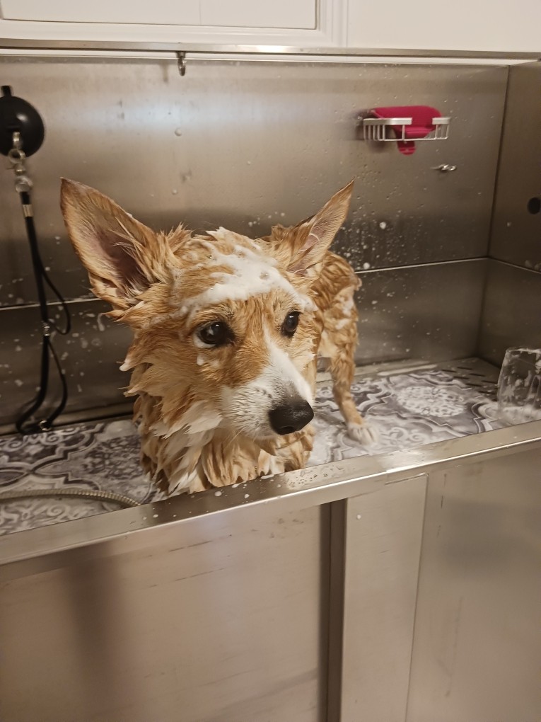 My dog Khoda taking a bath