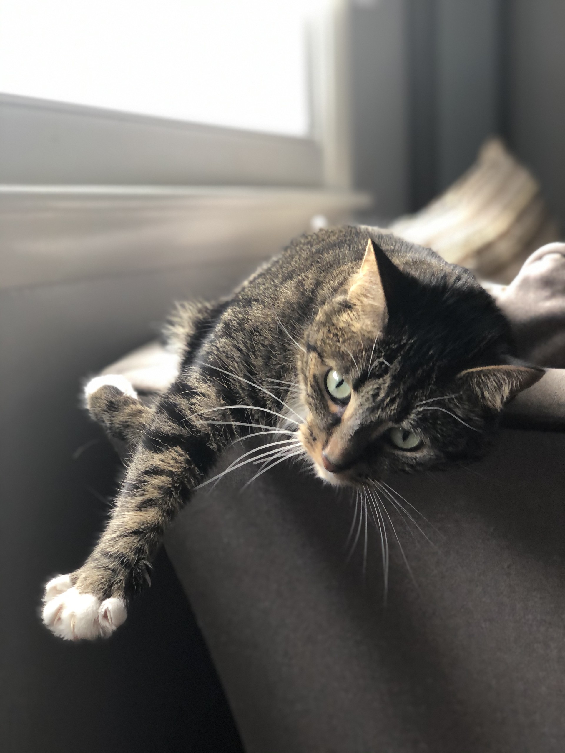 A cat named Meek during boarding