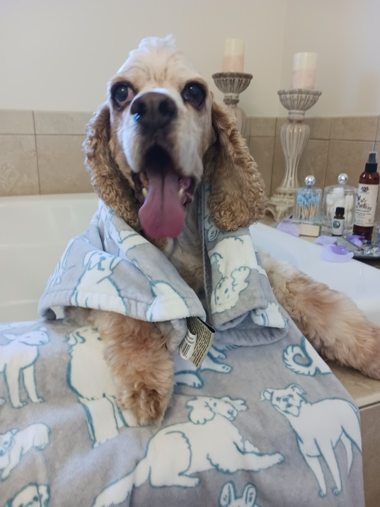 My dog Melo taking a bath