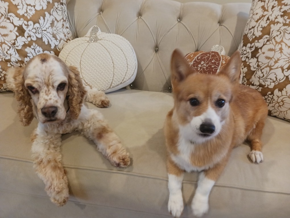 My dogs Melo and Khoda